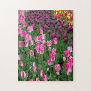 USA, Washington. Blooming Tulips Jigsaw Puzzle