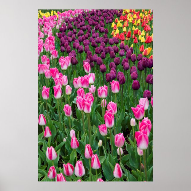 USA, Washington. Blooming Tulips Poster (Front)