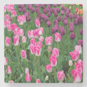 USA, Washington. Blooming Tulips Stone Coaster