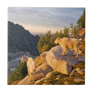 USA, Washington, Cascade Range 4 Tile