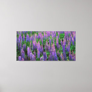USA, Washington, Clallam County, Lupine Canvas Print