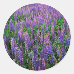 USA, Washington, Clallam County, Lupine Classic Round Sticker