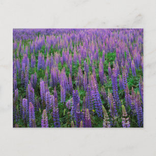 USA, Washington, Clallam County, Lupine Postcard