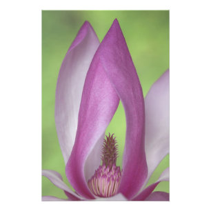 USA, Washington. Close-up of magnolia blossom. Photo Print