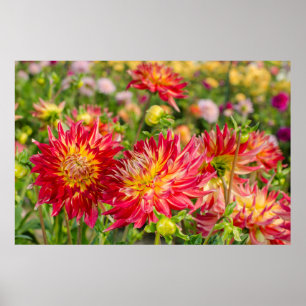 USA, Washington. Dahlia Flowers In Garden Poster