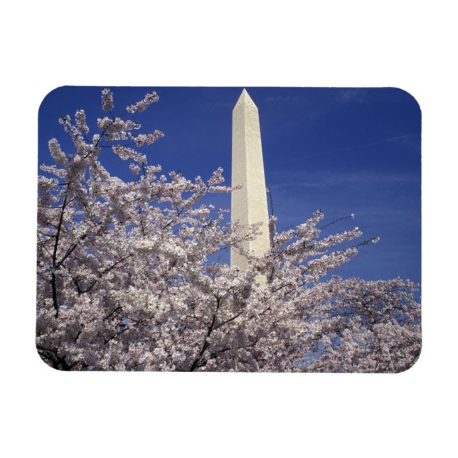 USA, Washington DC. Cherry Blossom Festival and Magnet (Horizontal)