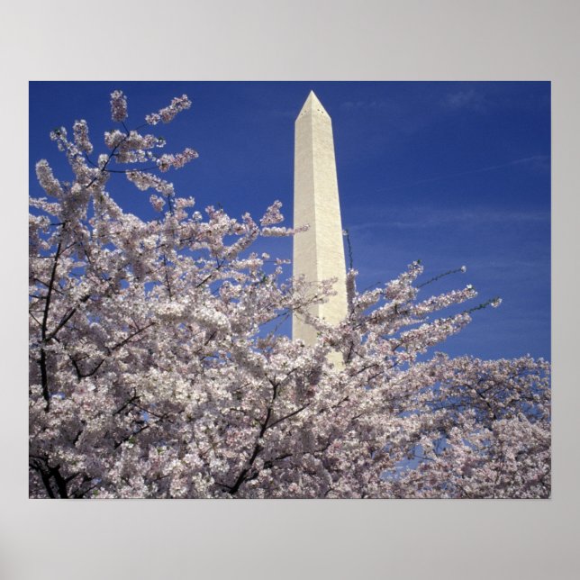 USA, Washington DC. Cherry Blossom Festival and Poster (Front)