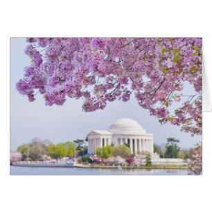 USA, Washington DC, Cherry tree in bloom