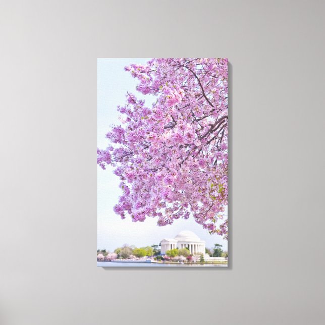 USA, Washington DC, Cherry tree in bloom Canvas Print (Front)