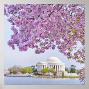 USA, Washington DC, Cherry tree in bloom Poster