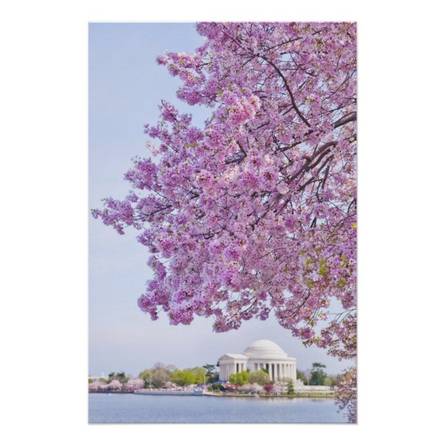 USA, Washington DC, Cherry tree in bloom Poster (Front)