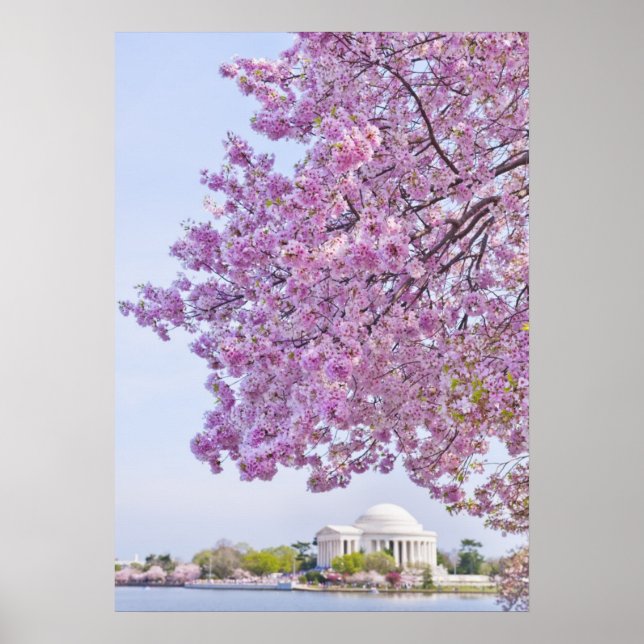 USA, Washington DC, Cherry tree in bloom Poster (Front)