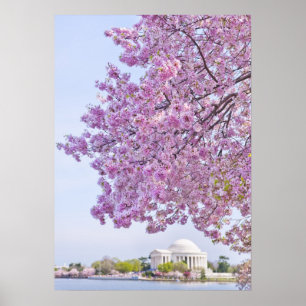 USA, Washington DC, Cherry tree in bloom Poster