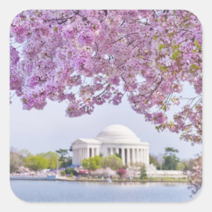 USA, Washington DC, Cherry tree in bloom Square Sticker