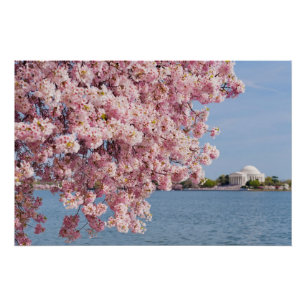 USA, Washington DC, Cherry tree Poster