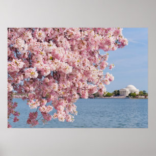 USA, Washington DC, Cherry tree Poster