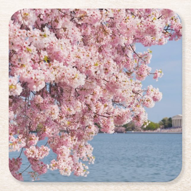 USA, Washington DC, Cherry tree Square Paper Coaster (Front)