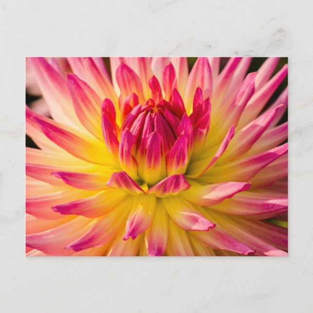USA, Washington. Detail Of Dahlia Flower Postcard (Front)