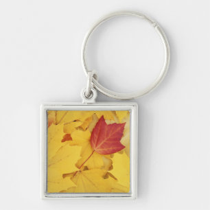 USA, Washington, Finch Arboretum, Red and Key Ring