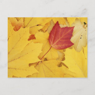 USA, Washington, Finch Arboretum, Red and Postcard