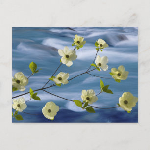 USA, Washington, Hood Canal. Pacific dogwood Postcard