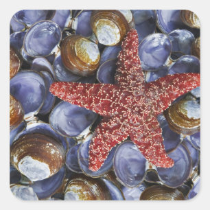 USA, Washington, Hood Canal, Seabeck. Close-up Square Sticker