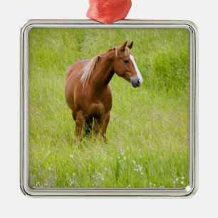 USA, Washington, Horse in Spring Field, Metal Tree Decoration