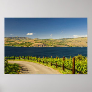 USA, Washington, Lake Chelan. Vineyard Poster