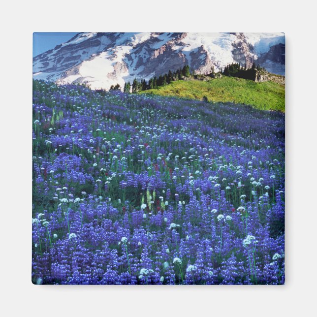 USA, Washington, Mt. Rainier National Park. Mt. Magnet (Front)