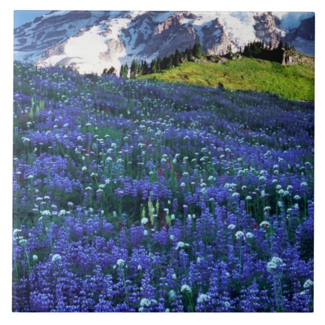 USA, Washington, Mt. Rainier National Park. Mt. Tile (Front)