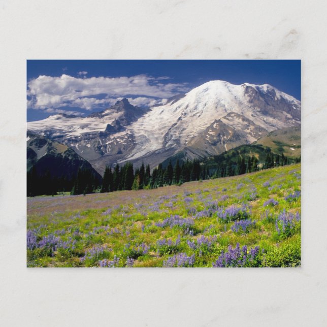 USA, Washington, Mt. Rainier National Park. Postcard (Front)