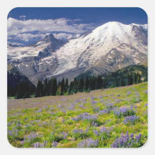 USA, Washington, Mt. Rainier National Park. Square Sticker