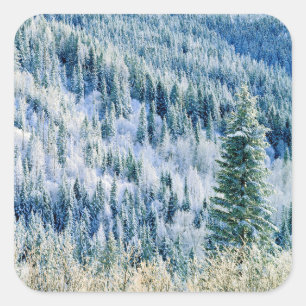 USA, Washington, Mt. Spokane State Park, Aspen 2 Square Sticker