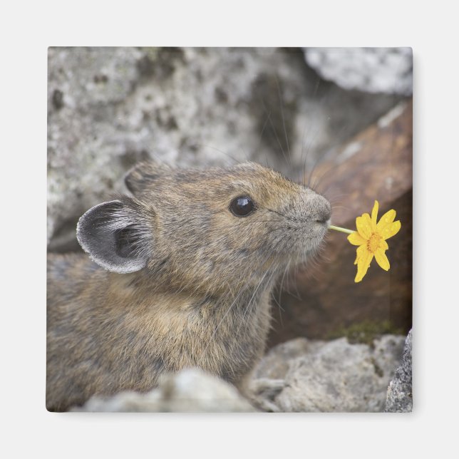 USA, Washington, North Cascades National Park, Magnet (Front)