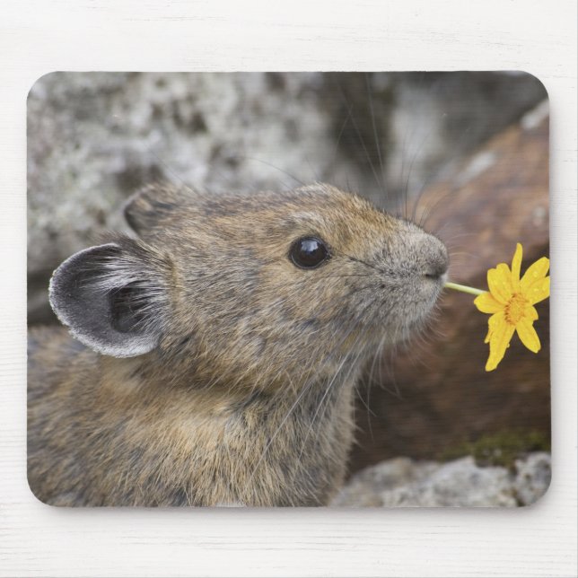 USA, Washington, North Cascades National Park, Mouse Mat (Front)