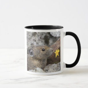 USA, Washington, North Cascades National Park, Mug