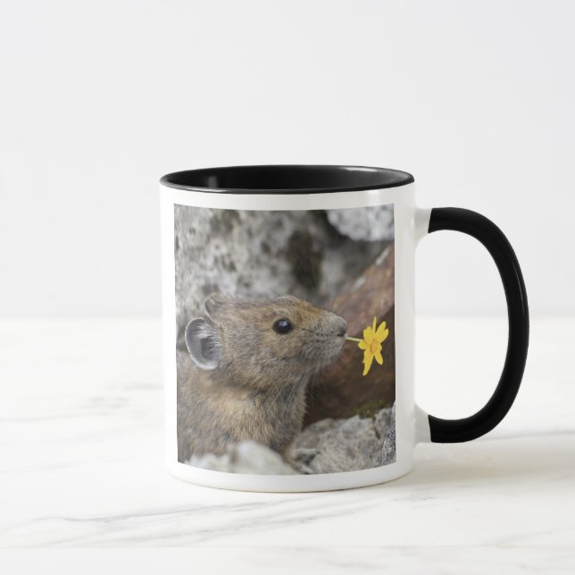 USA, Washington, North Cascades National Park, Mug (Right)