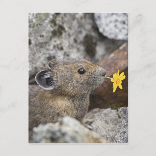 USA, Washington, North Cascades National Park, Postcard (Front)