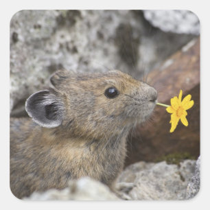 USA, Washington, North Cascades National Park, Square Sticker