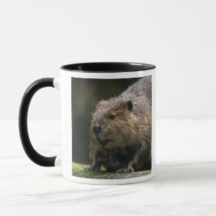 USA, Washington, Northwest Trek. Beaver Mug