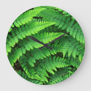 USA, Washington, Olympic National Park, Athyrium Large Clock