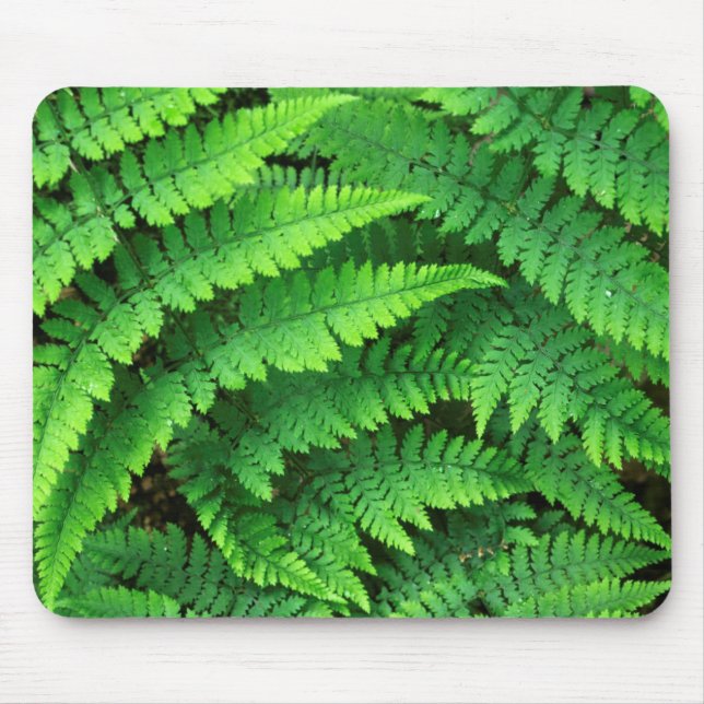 USA, Washington, Olympic National Park, Athyrium Mouse Mat (Front)