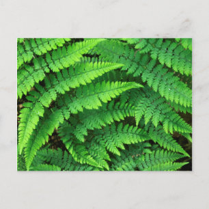 USA, Washington, Olympic National Park, Athyrium Postcard