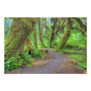 USA, Washington, Olympic National Park, Hoh 2 Photo Print