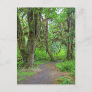 USA, Washington, Olympic National Park, Hoh Postcard