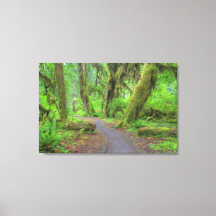 USA, Washington, Olympic National Park, Hoh Rain Canvas Print