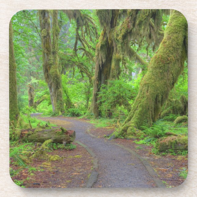USA, Washington, Olympic National Park, Hoh Rain Coaster (Front)