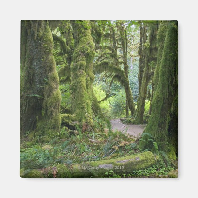 USA, Washington, Olympic National Park, Hoh Rain Magnet (Front)