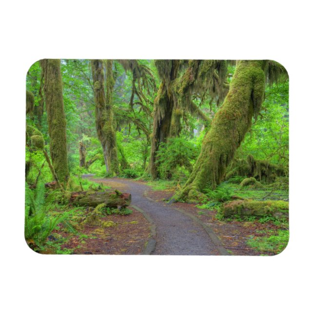USA, Washington, Olympic National Park, Hoh Rain Magnet (Horizontal)