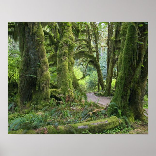 USA, Washington, Olympic National Park, Hoh Rain Poster (Front)